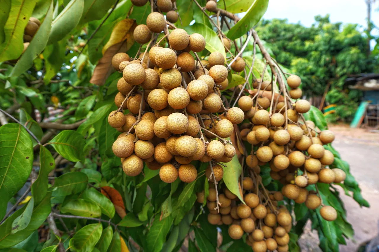 Conhecida também como olho de boi e caruiri, a fruta nasce da planta pitombeira, cujo nome científico é Talisia esculenta Radlk