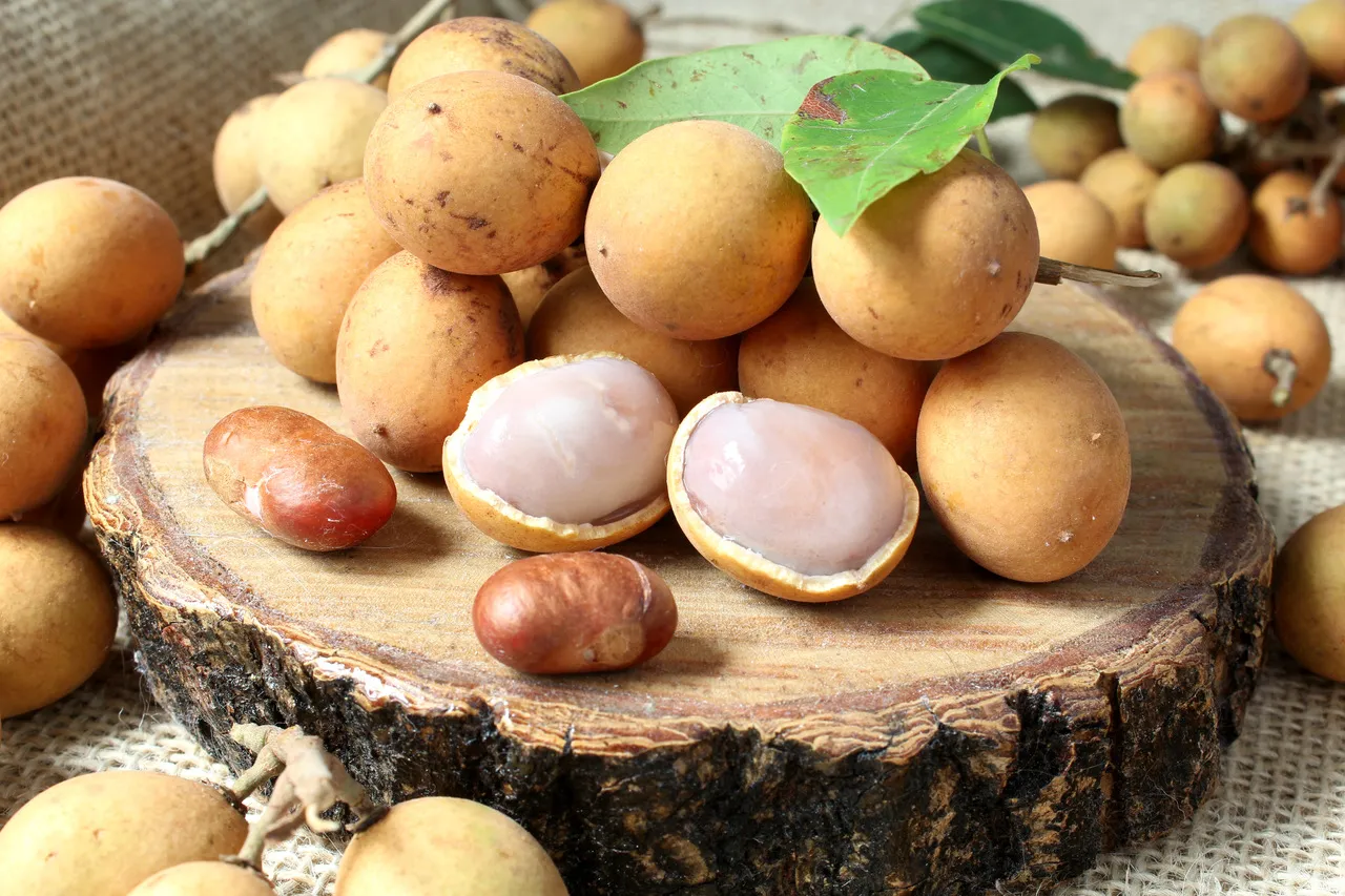 A palavra que nomeia o fruto da pitombeira, a “pitomba