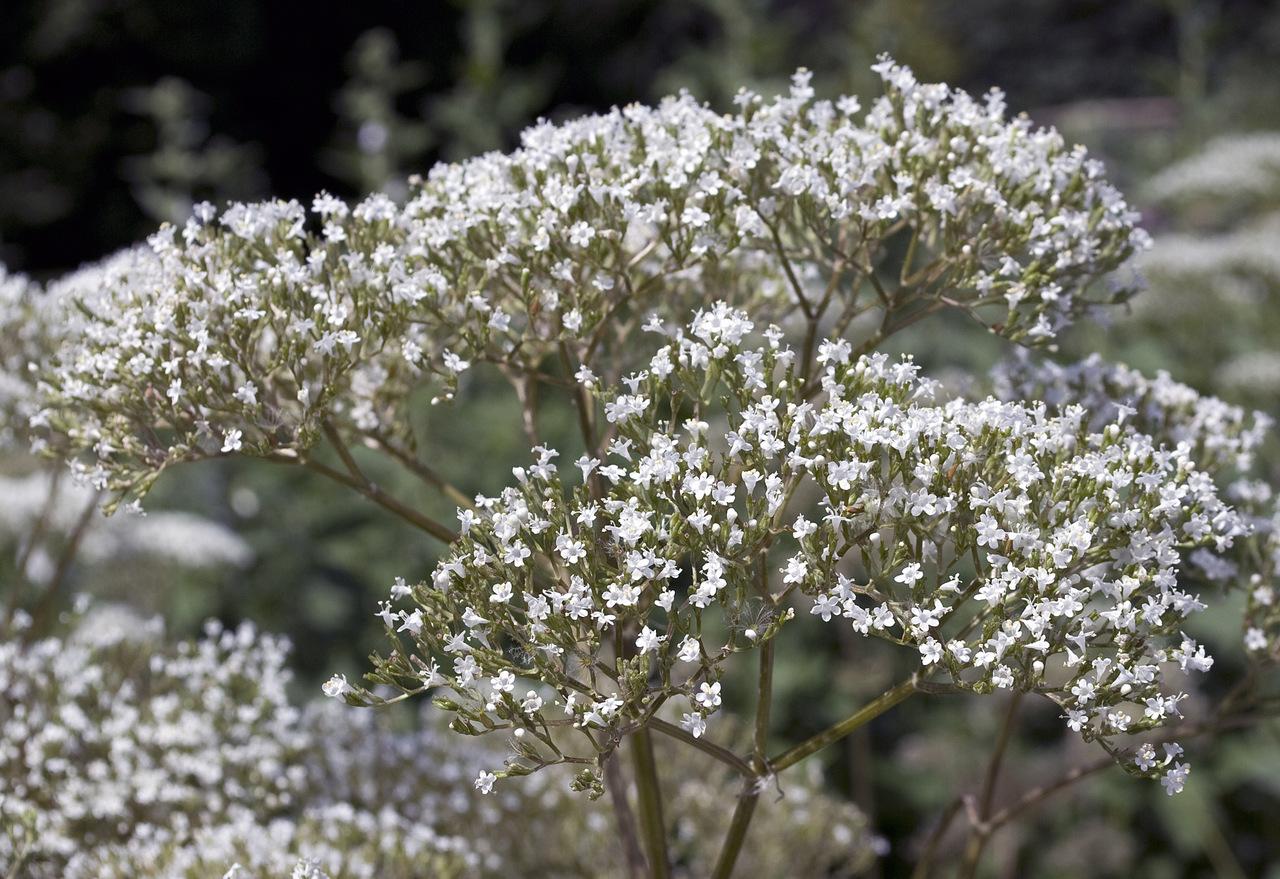 Valeriana o que benef cios e quem n o pode tomar Ser Sa de