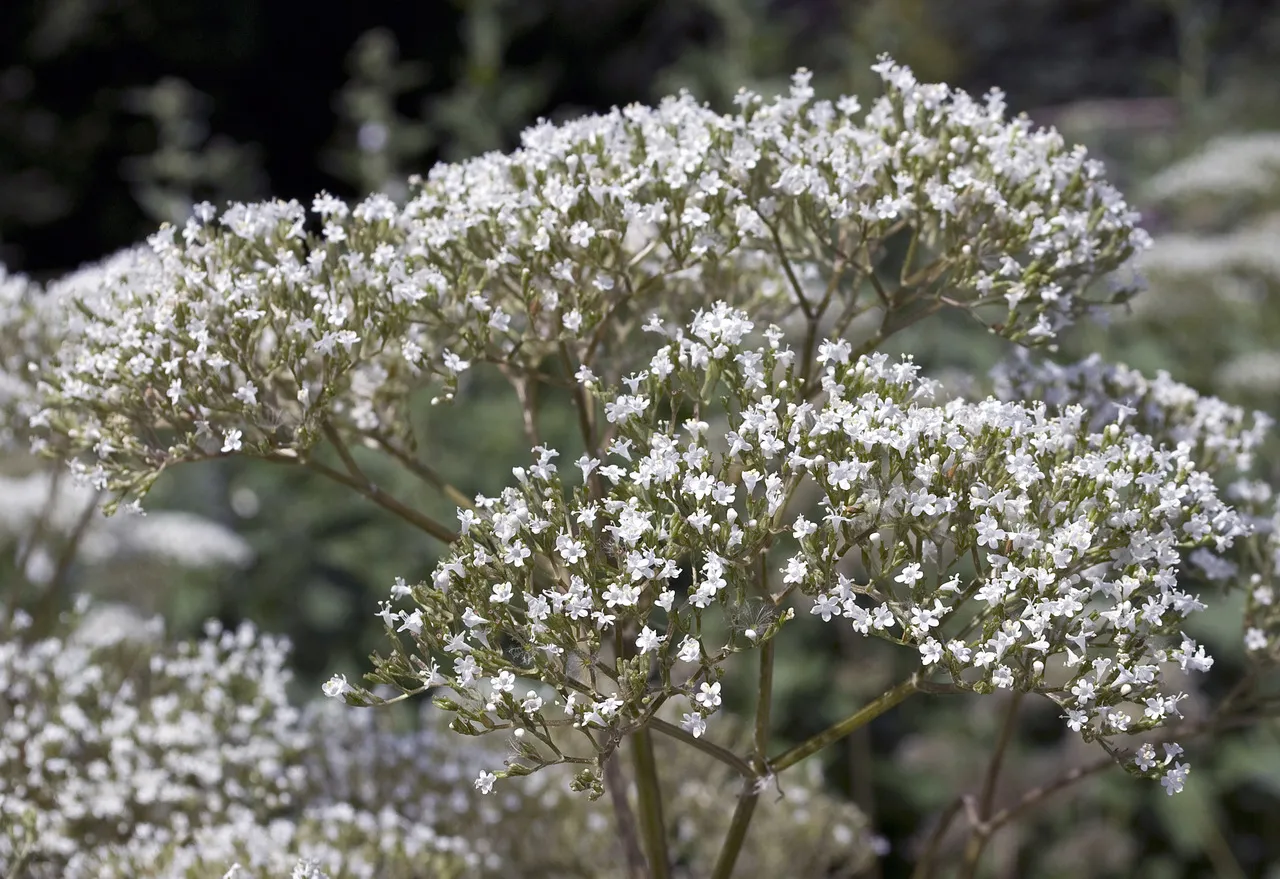 A planta medicial Valeriana Officinalis L. pertence a família Caprifoliaceae