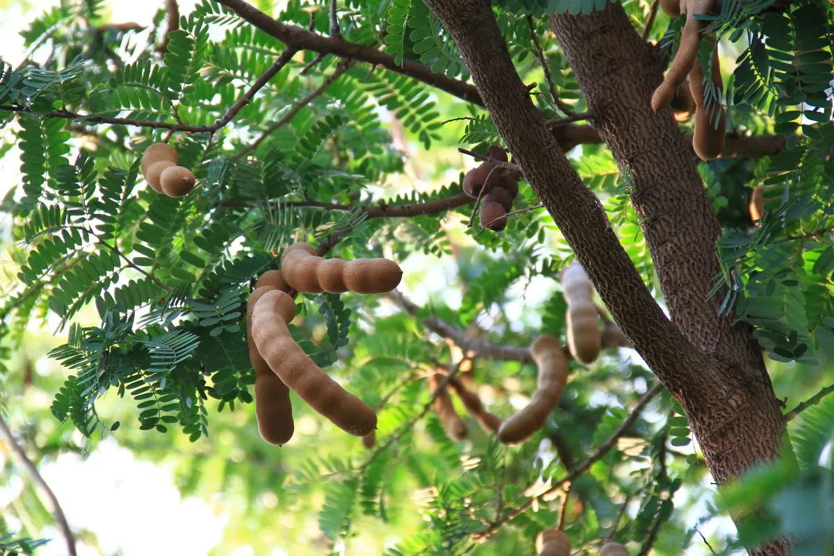 O tamarindo é fruto da planta tamarindeiro, e pode ser cultivado em qualquer época do ano