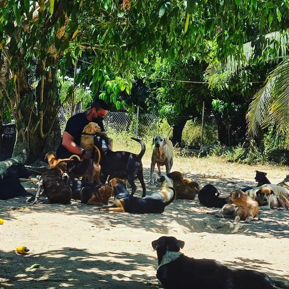 Lar TinTin gasta, em média, R$ 30 mil por mês para manter os animais.
