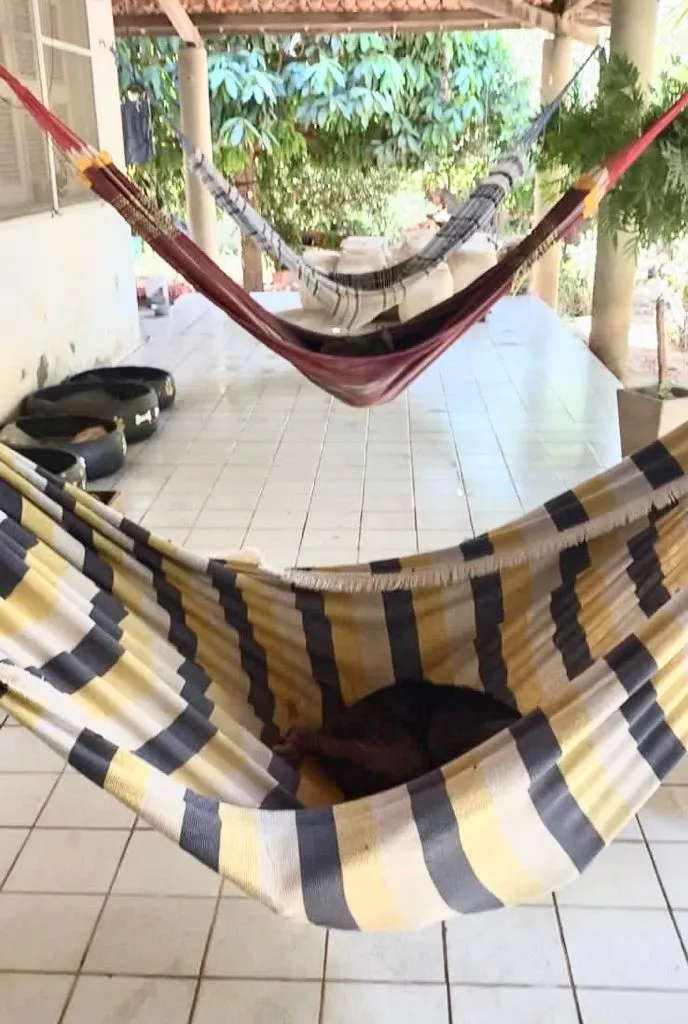 Muitos animais da instituição necessitam de tratamentos devido a problemas de saúde.