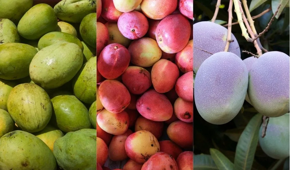 Fruta pode ser encontrada em cores e formatos distintos, mas sempre com sabor adocidado
