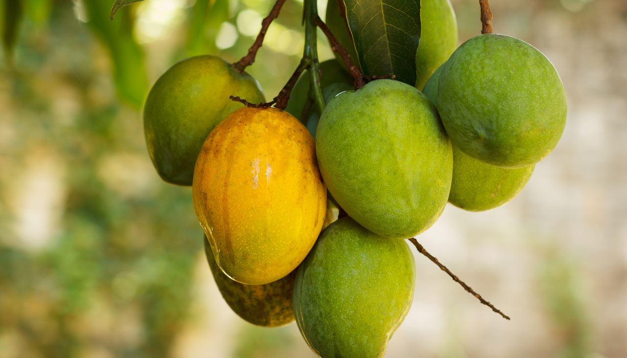 Cacho de mangas com frutas verdes e uma madura