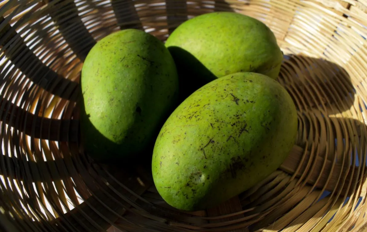 Fruta pode ser consumida ainda verde, com menor quantidade de frutose