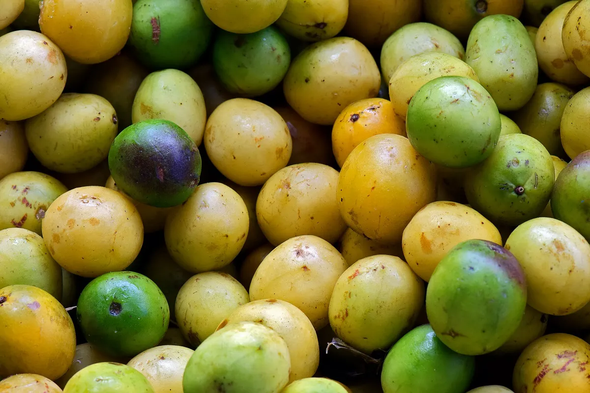 Umbu tem notas de sabor doces e cítricas