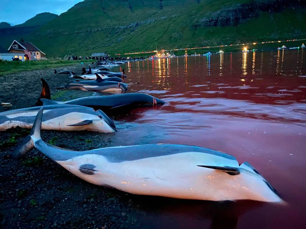 Matança de golfinhos em Ilhas Faroé