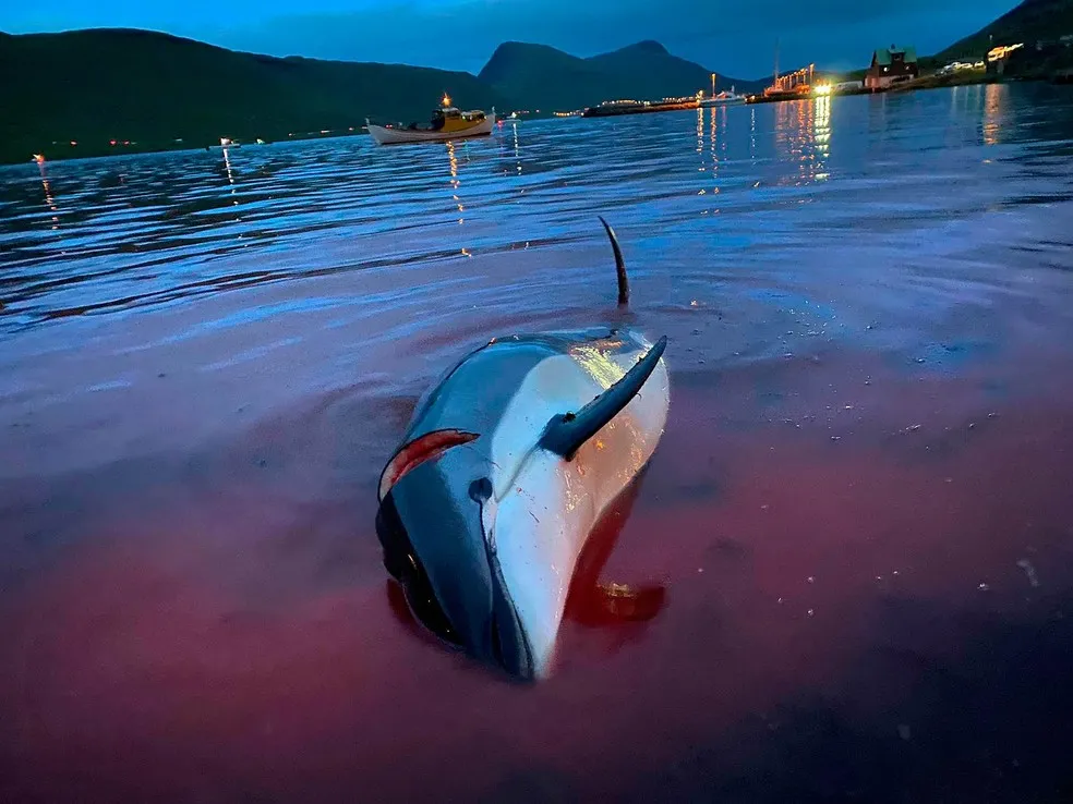 Imagens enviadas pelos habitantes para uma ONG é possível ver que muitos dos animais ainda estavam vivos e se movendo, mesmo após serem jogados na costa com o resto do casulo morto