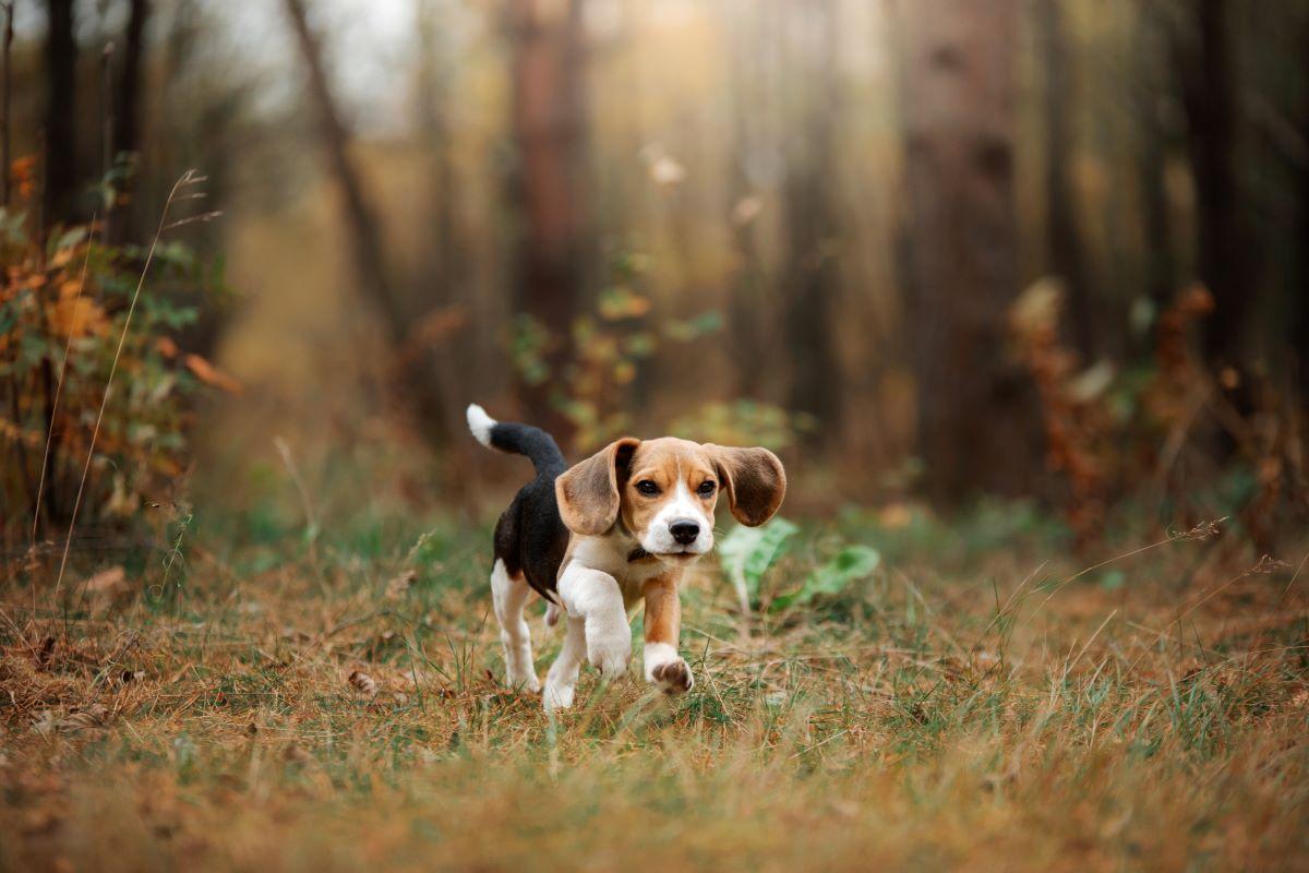 beagle correndo em floresta