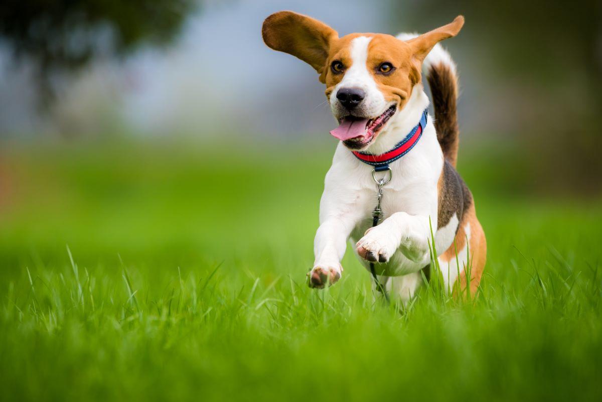 Beagle correndo na grama