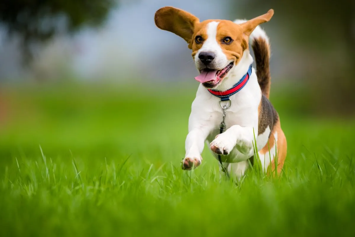Os beagles são cachorros muito ativos