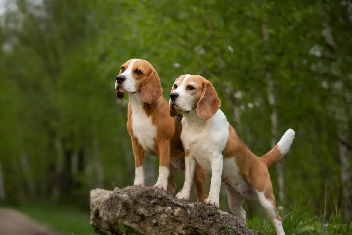Dois beagles em cima de uma pedra em uma floresta