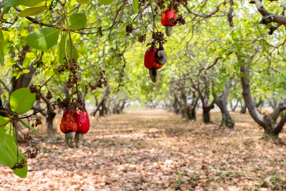 Cajueiro se adapta bem em climas quentes e secos (27ºC)