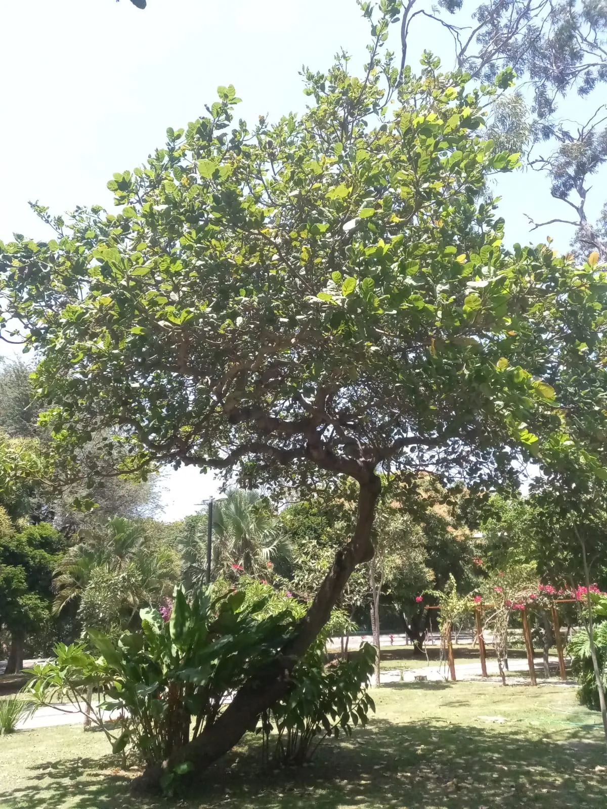 Cajueiro localizado no Parque Adahil Barreto.
