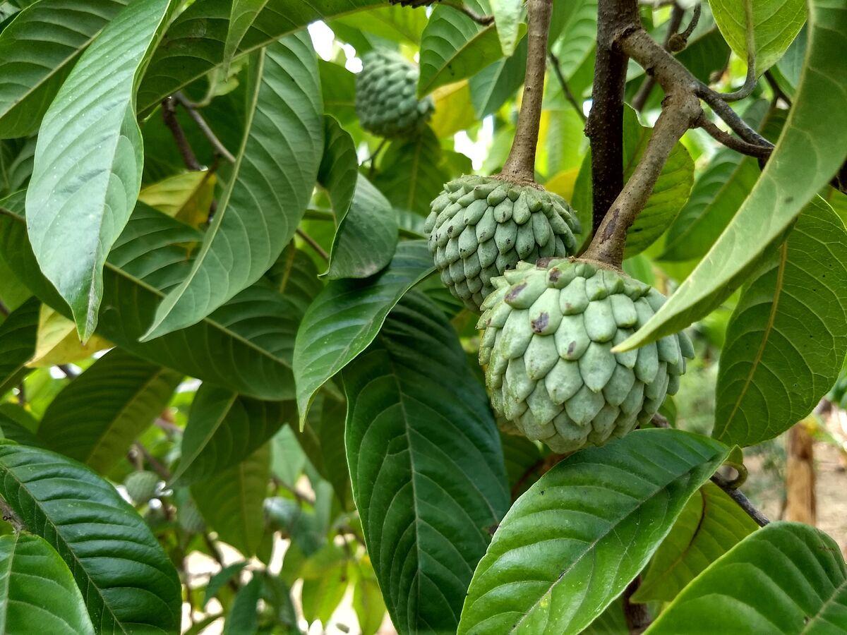 Fruta-do-conde ou ata ou pinha ainda verde em árvore