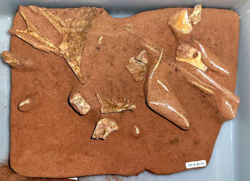 Fóssil de pterossauro da espécie Caiuajara dobruskii