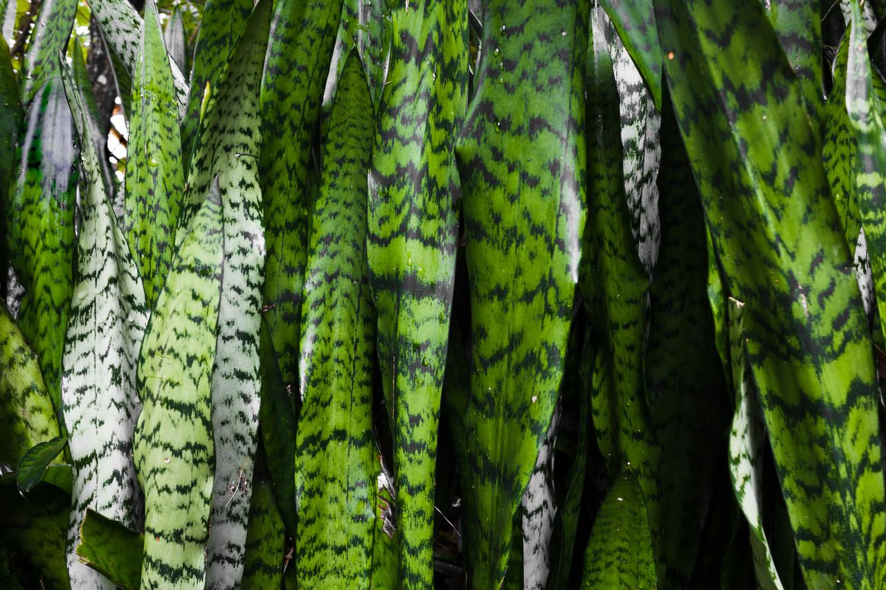 Espada-de-São-Jorge: saiba como plantar e cuidar - Meio Ambiente - Diário  do Nordeste