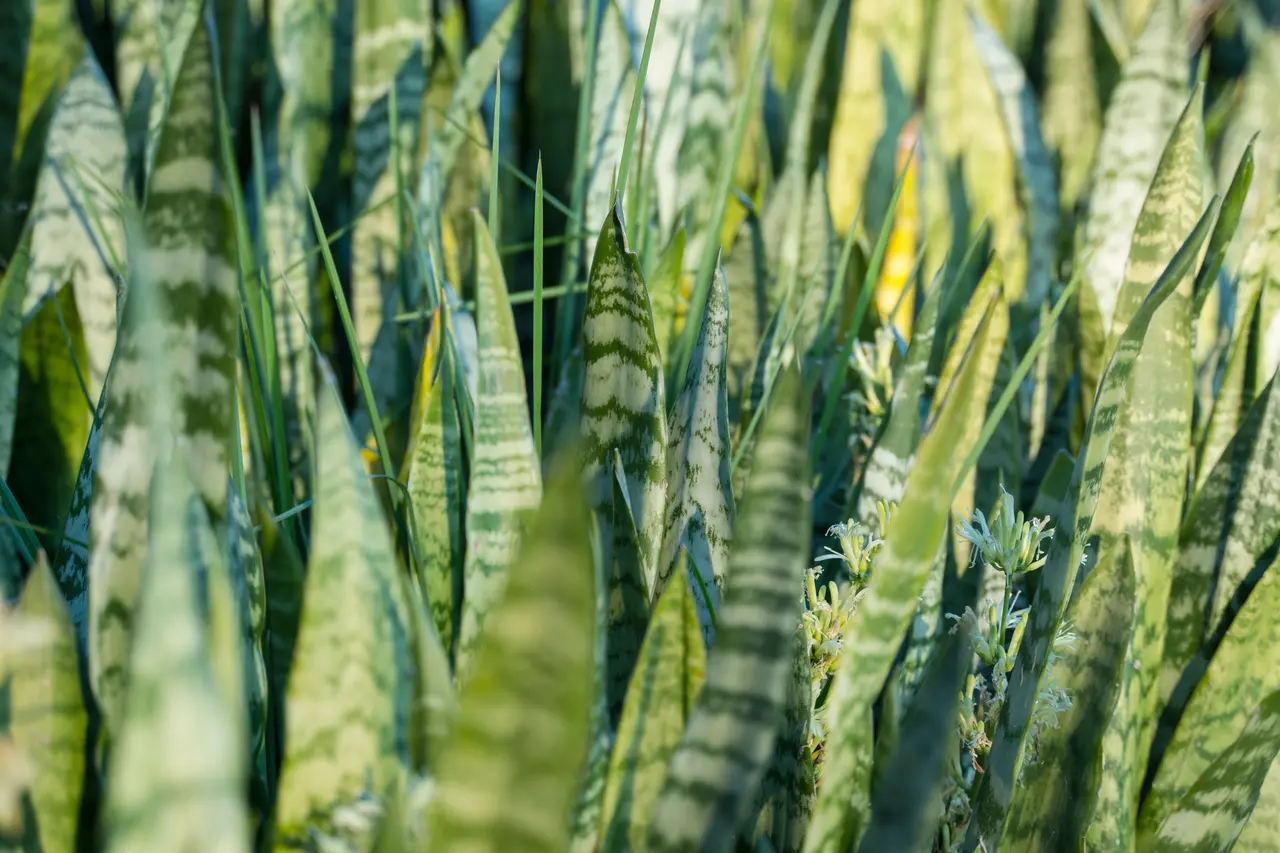 Espada-de-São-Jorge com flores