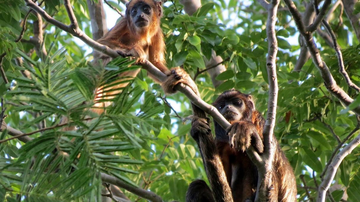 Macacos saguis são encontrados mortos em Floriano, Piauí, e suspeita é de  intoxicação, Piauí