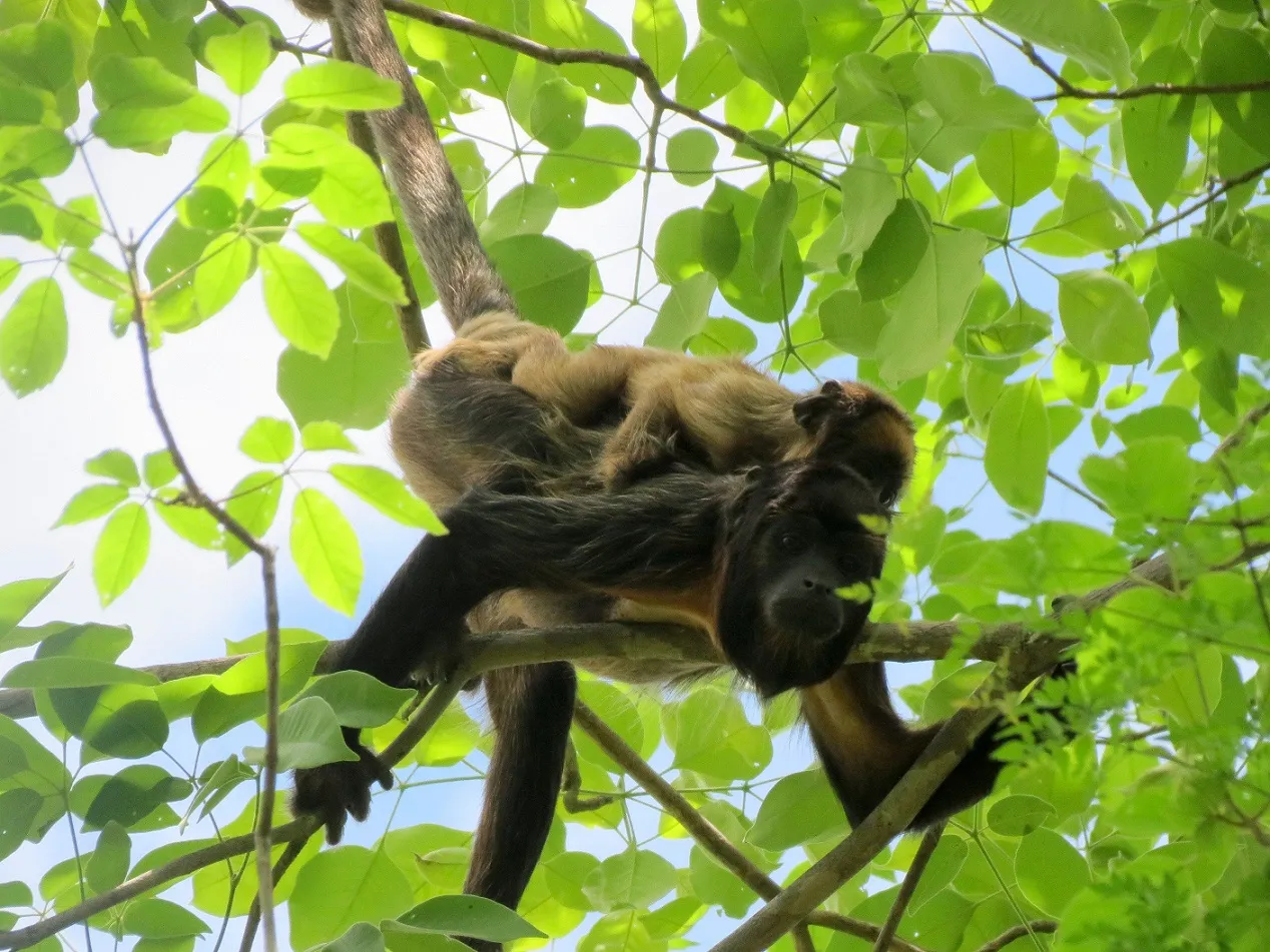 Espécie está ameaçada de extinção devido à caça e à perda de habitat natural.