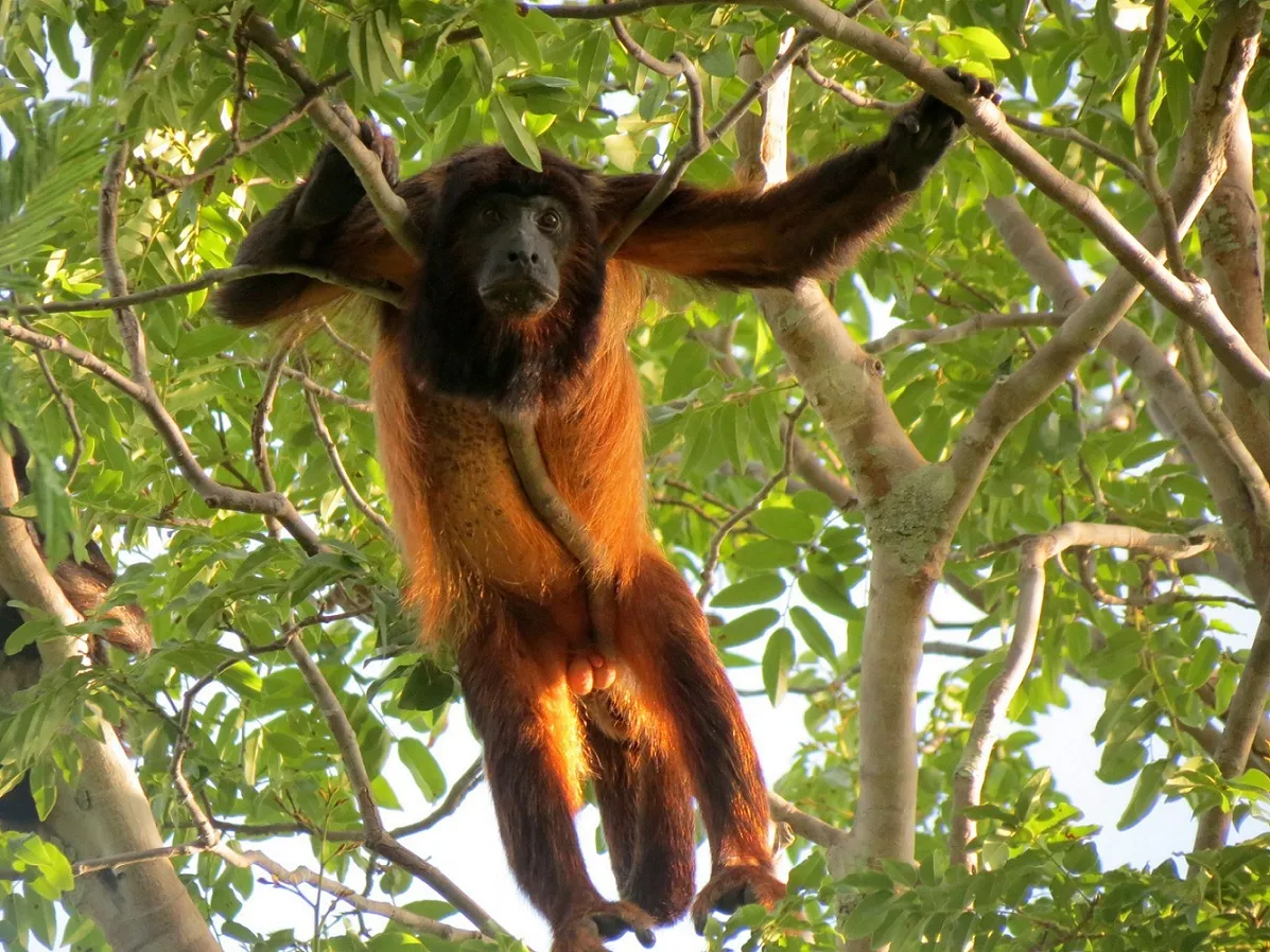 Projeto serve como refúgio para a fauna e a flora.