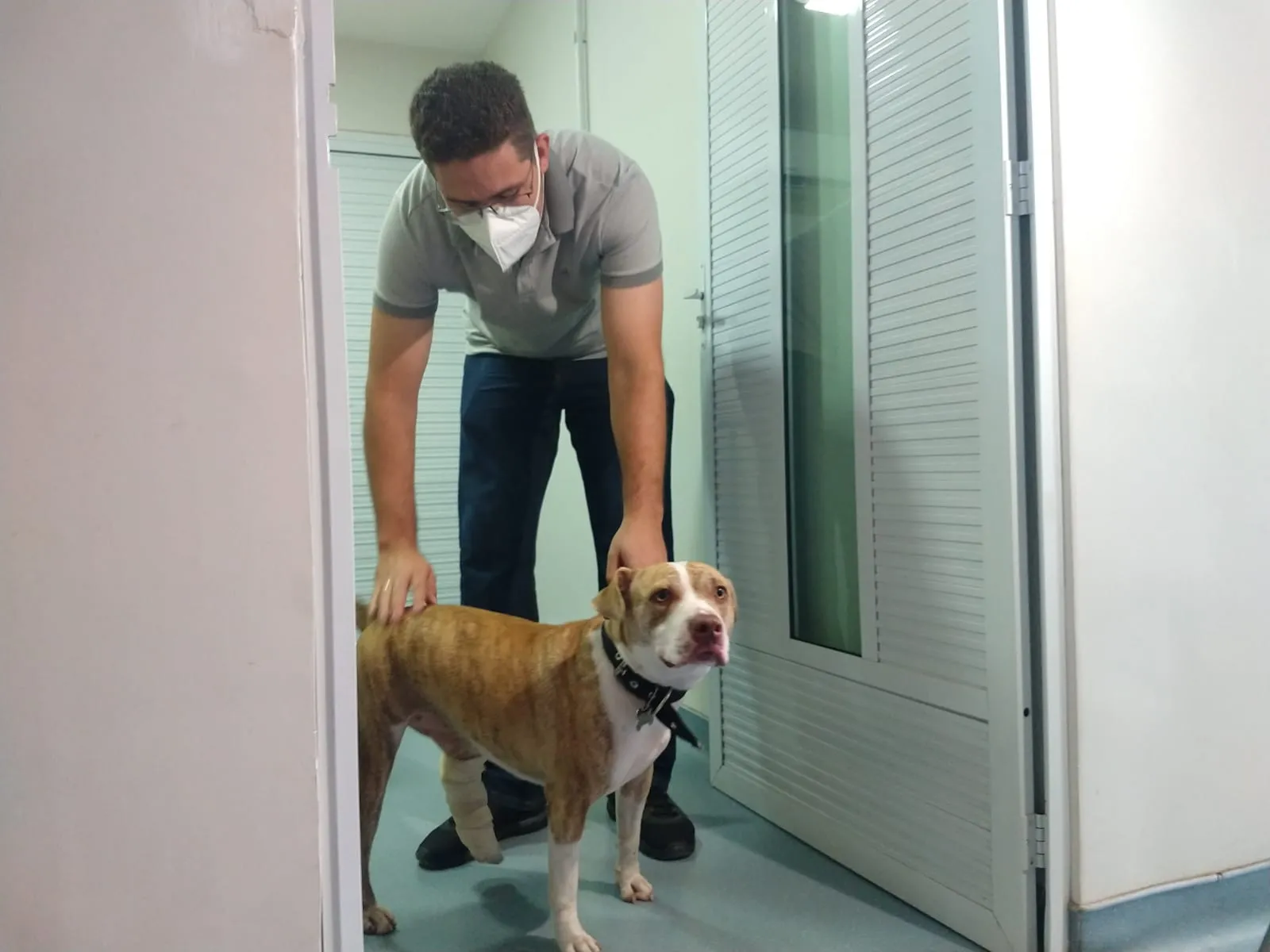 Com a perna traseira fraturada, agora o animal recebe cuidados após procedimento cirúgico
