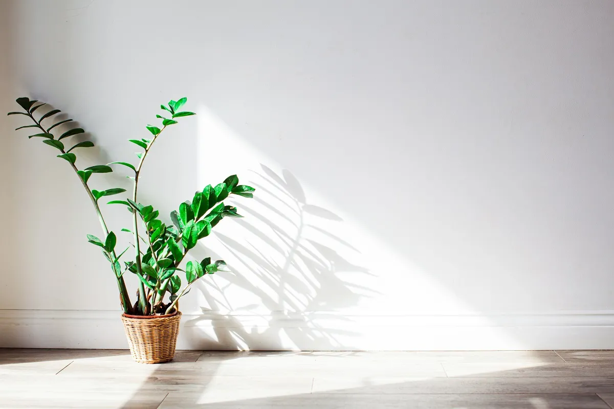 Planta deve ficar em sombra ou meia sombra para que folhas permaneçam vigorosas