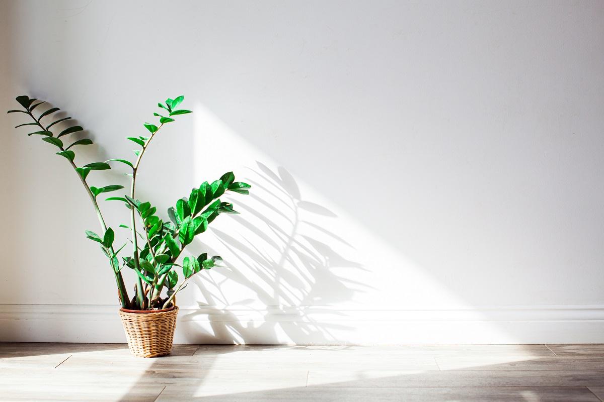 Zamioculca: Tudo sobre como cuidar dessa planta