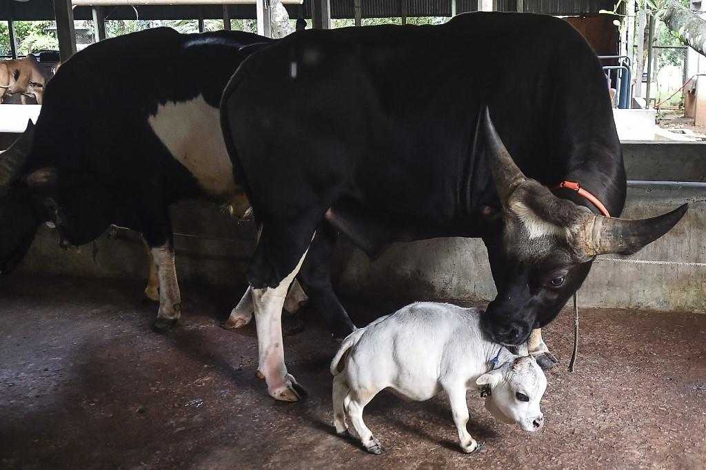 Rani a menor vaca do mundo ao lado de uma vaca de tamanho normal.