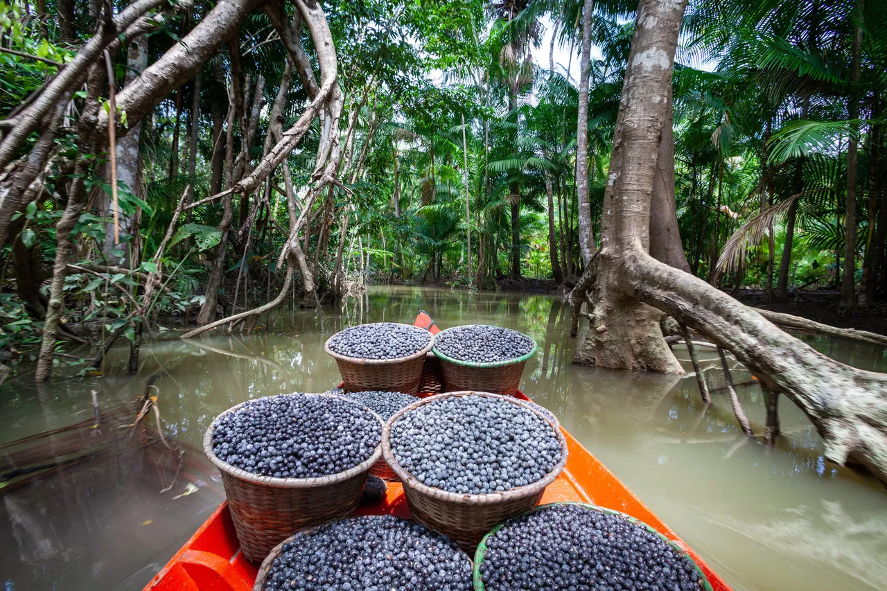 Fruto do açaí é bastante consumido no Pará