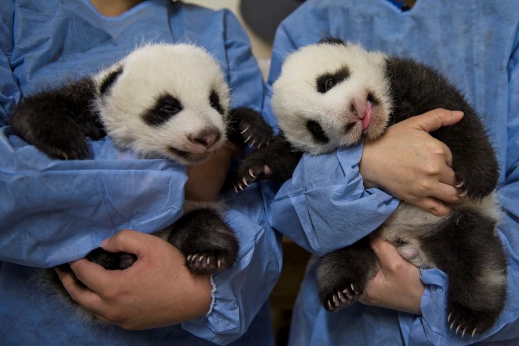 Os pandas gêmeos nascidos em zoológico francês evoluem bem e com saúde.