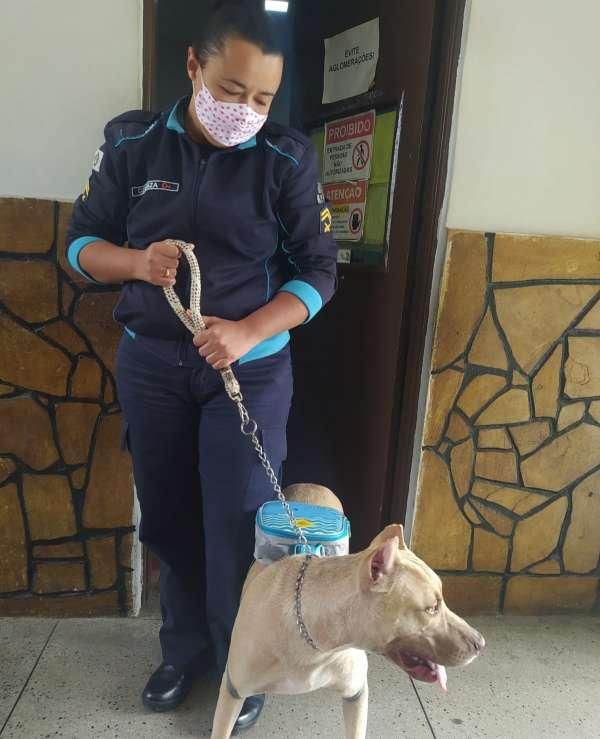 cachorro pitbull em pé, com coleira, ao lado de policial militar