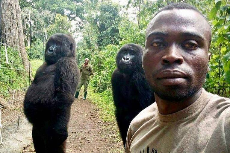 Gorila africana famosa por selfie morre nos braços de cuidador