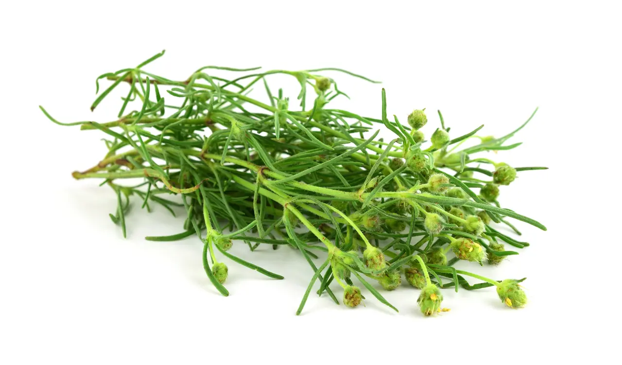 Planta Plantago ovata