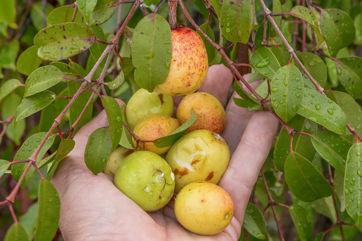 Fruto pode ser consumido in natura ou em sorvetes, compotas e geleias
