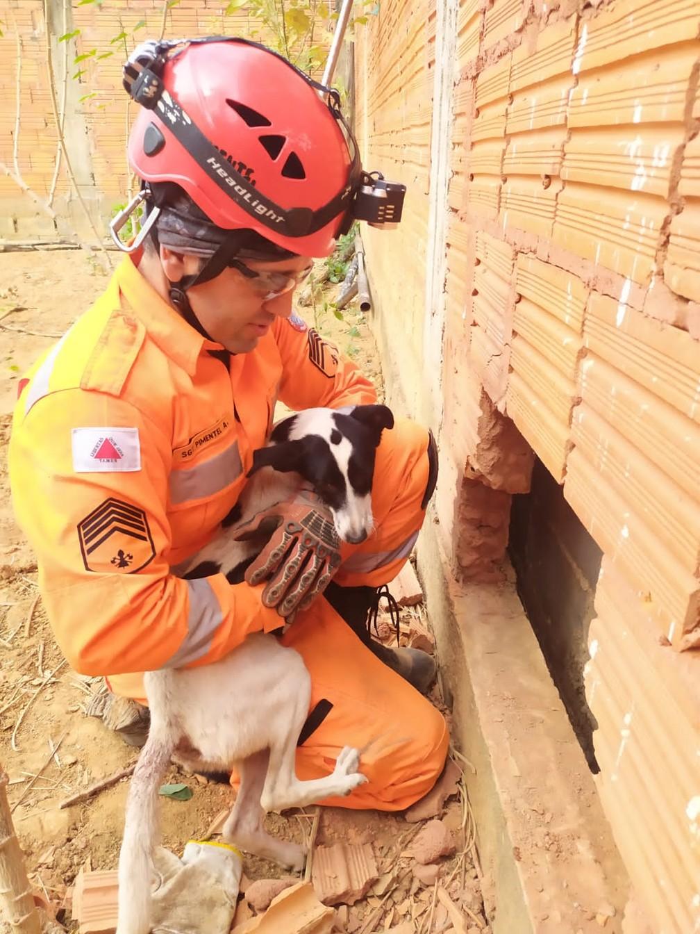 Cachorrinha é resgatada por bombeiros após ficar presa entre muros, em Minas Gerais