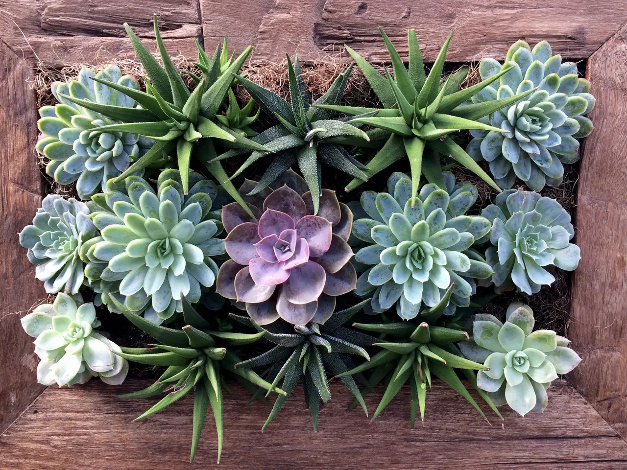 foto de várias suculentas em vaso