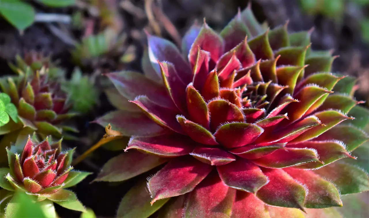 planta suculenta em formato de flor vermelha
