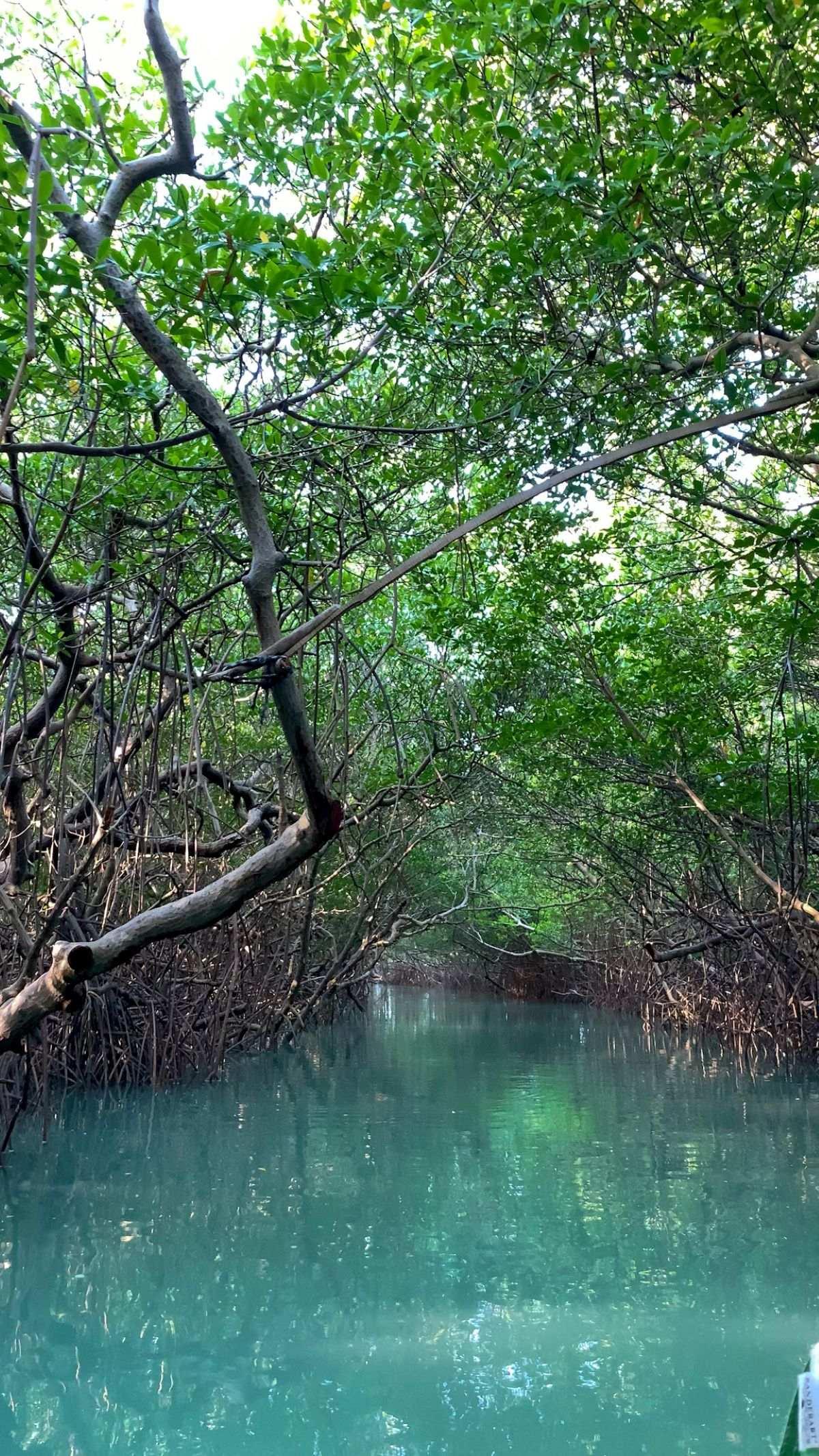 Vista do passeio do Túnel do Mangue em Moitas, perto de Icaraizinho de Amontada