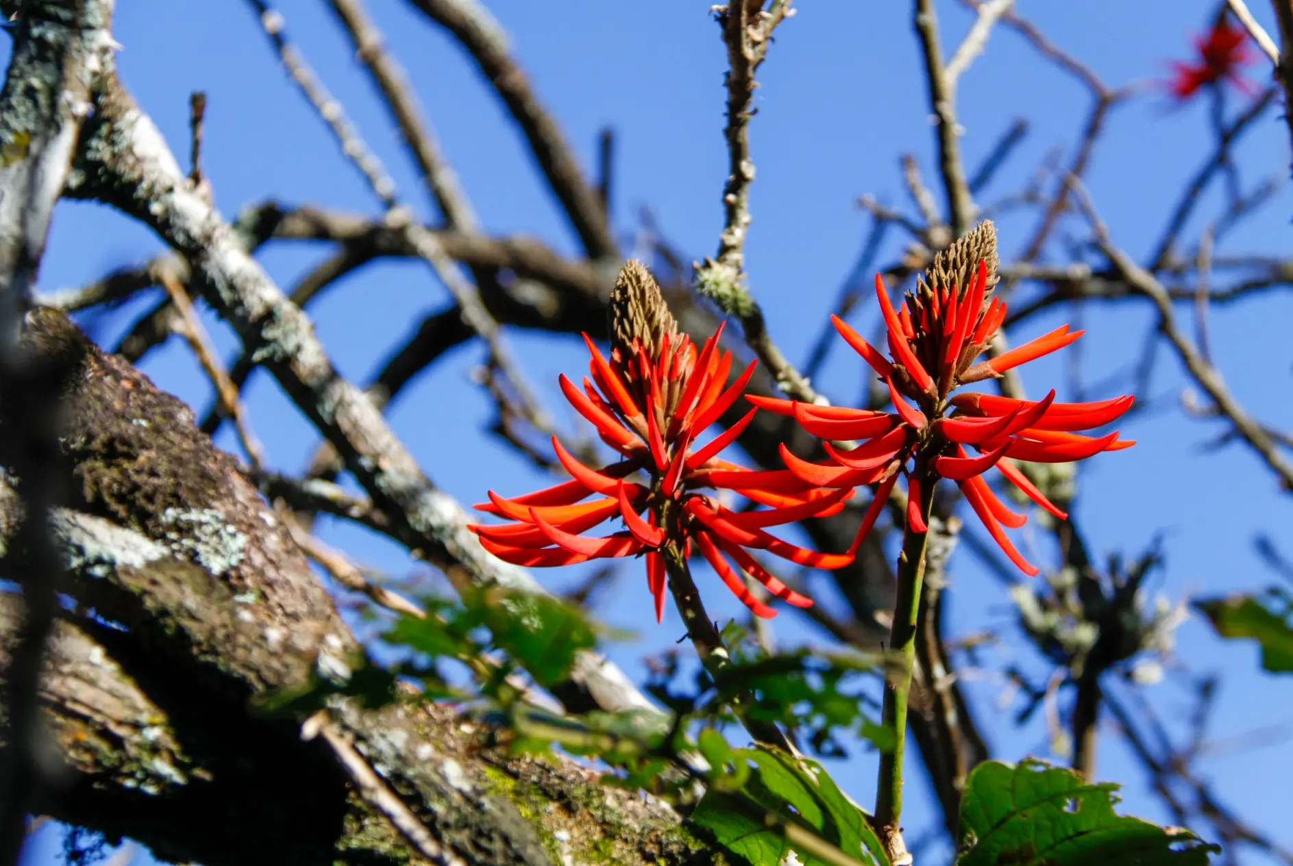 Foto da planta Mulungu