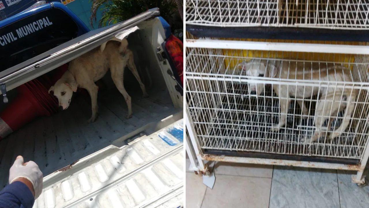 Animal estava cheio de carrapatos e com uma orelha ferida quando foi encontrada