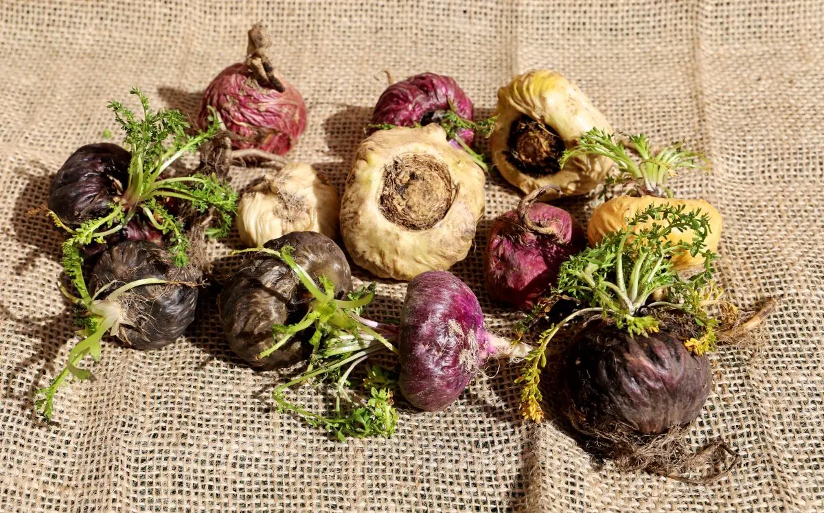 Raízes de maca peruana