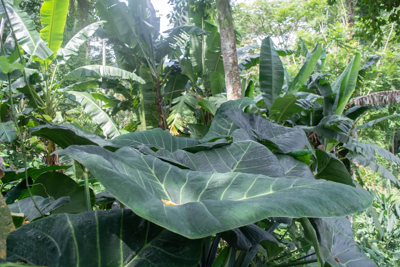 A Embrapa Hortaliças garante que o cultivo pode ser realizado o ano inteiro em regiões tropicais e equatoriail