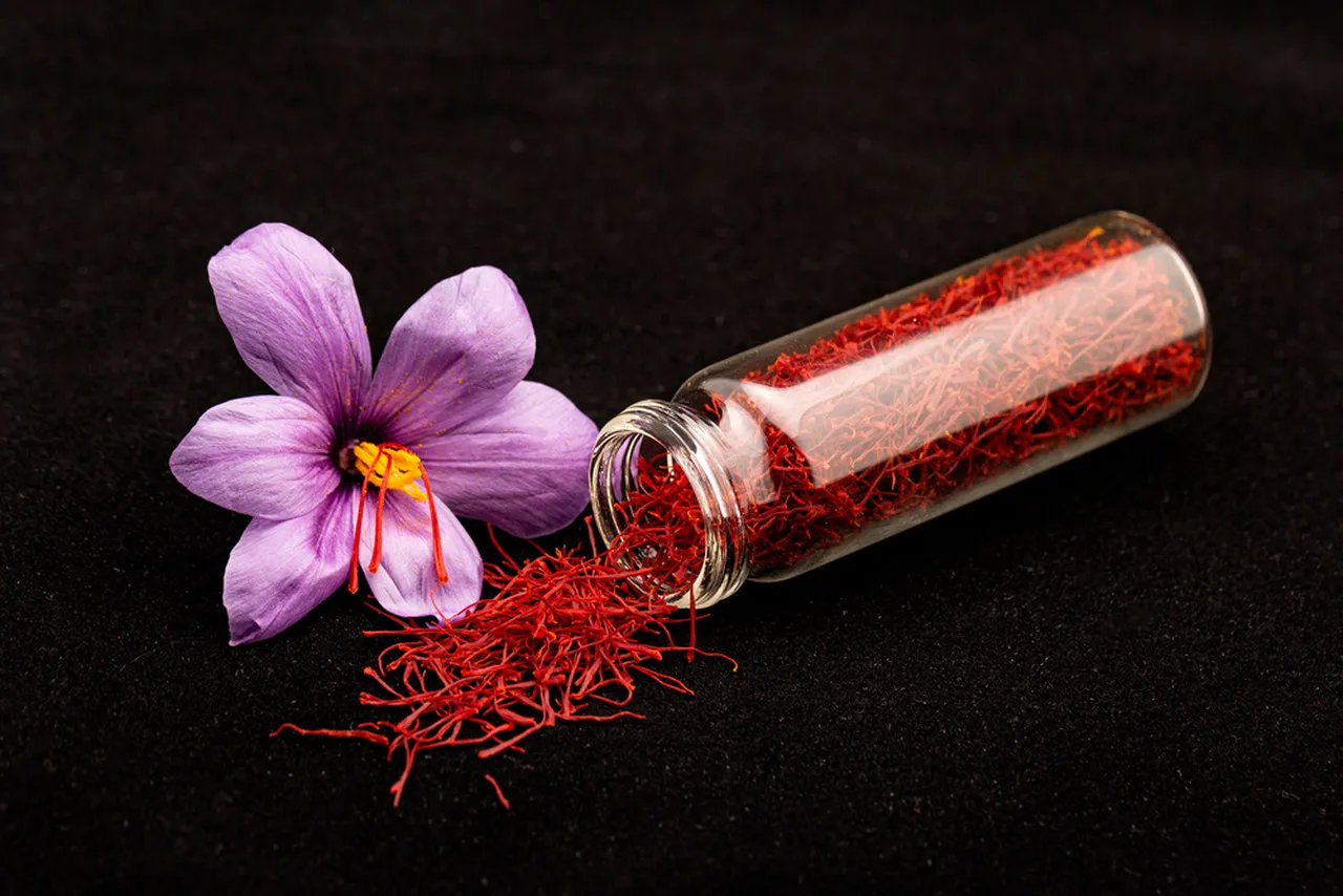 As flores da Crocus sativus começam a aparecer no fim de setembro, e têm a cor púrpura