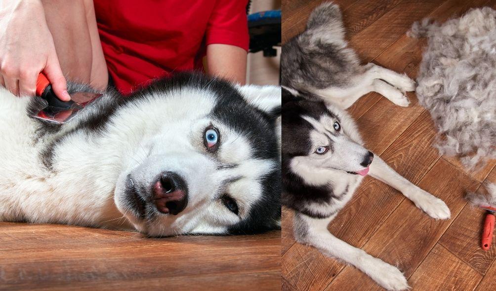 Montagem com foto de Husky sendo escovado (à esquerda) e ao lado dos pelos retirados (à direita)