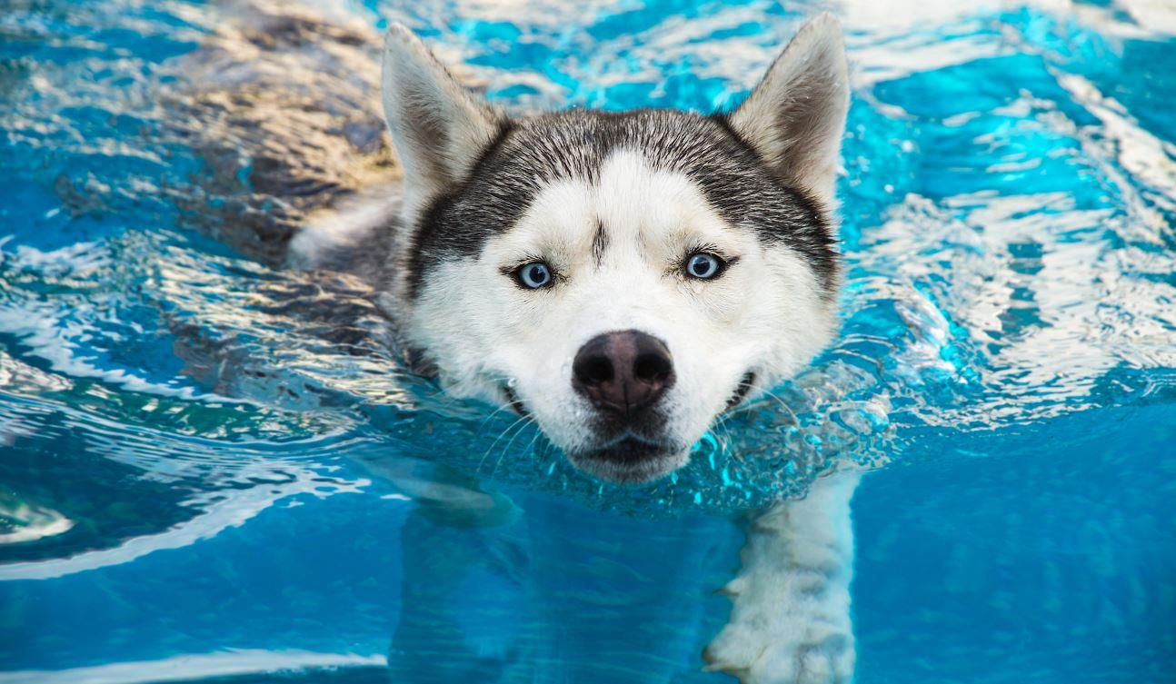 Husky Siberiano nadando em piscina