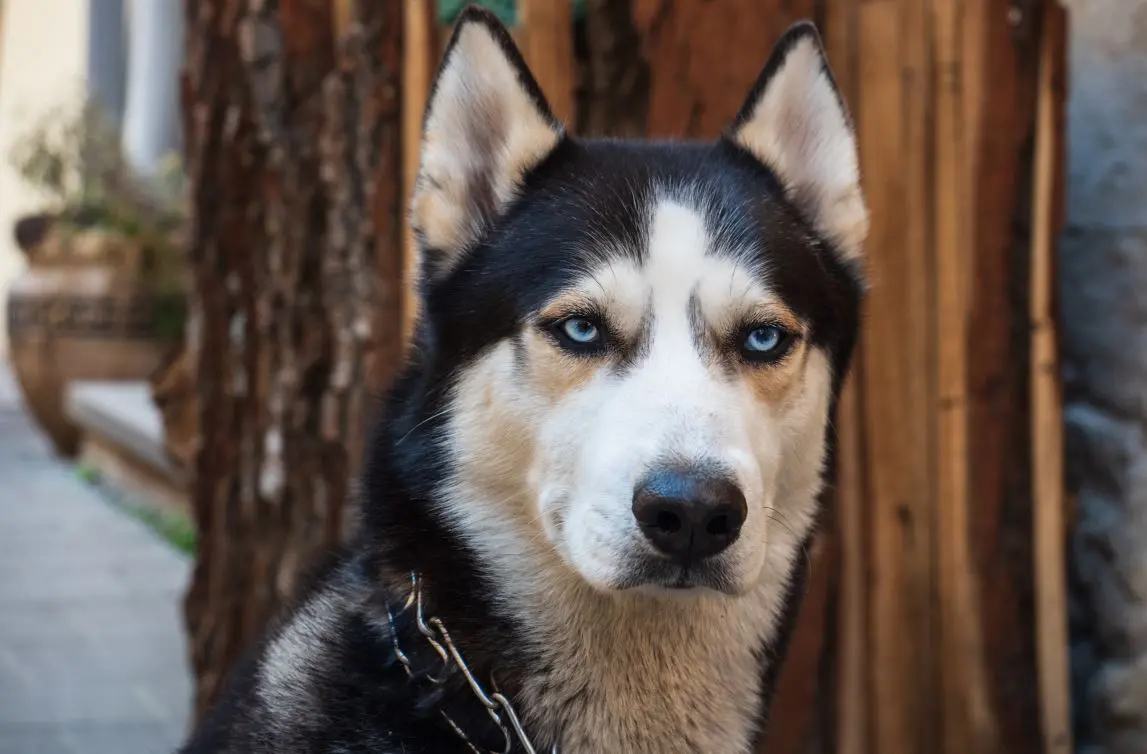 Retrato de Husky Siberiano com expressão séria
