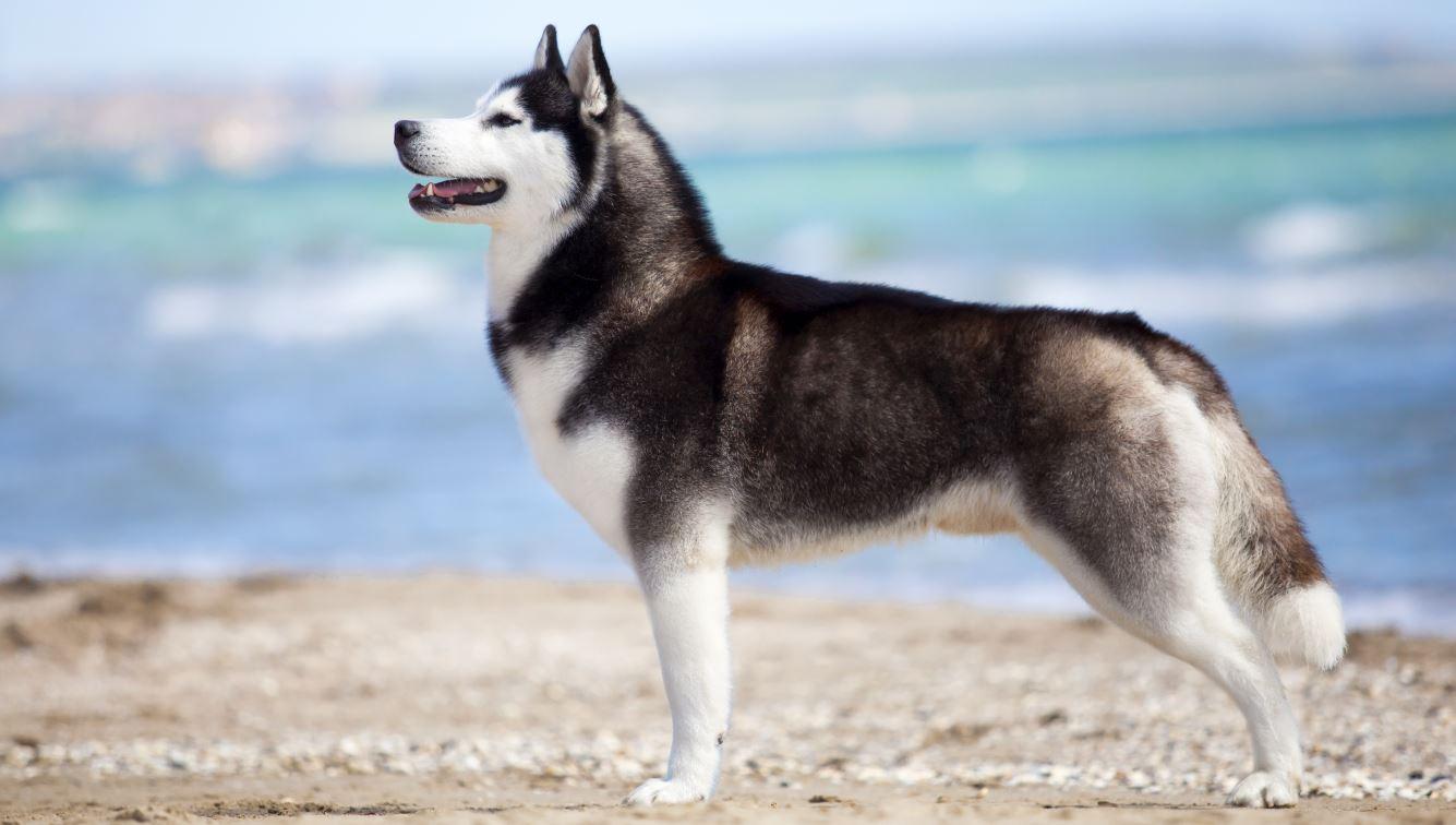 Cão Husky Siberiano em praia