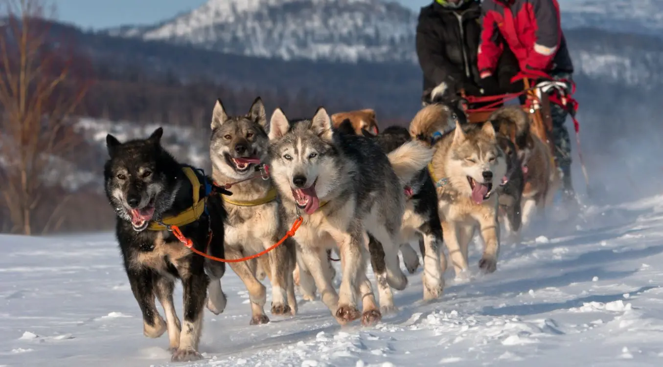 Trenó puxado por matilha de cães Husky Siberiano